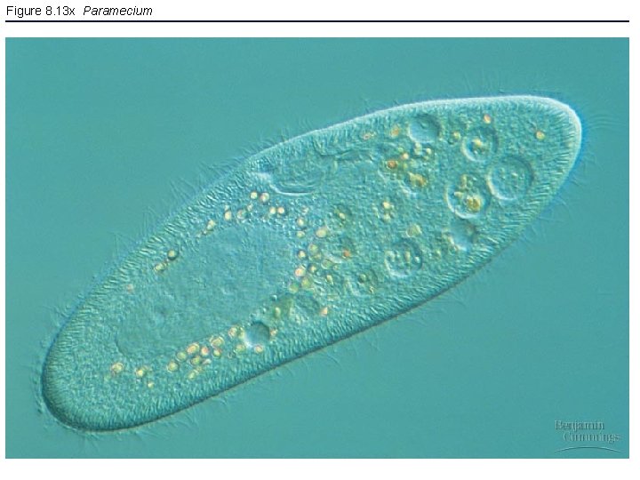 Figure 8. 13 x Paramecium 