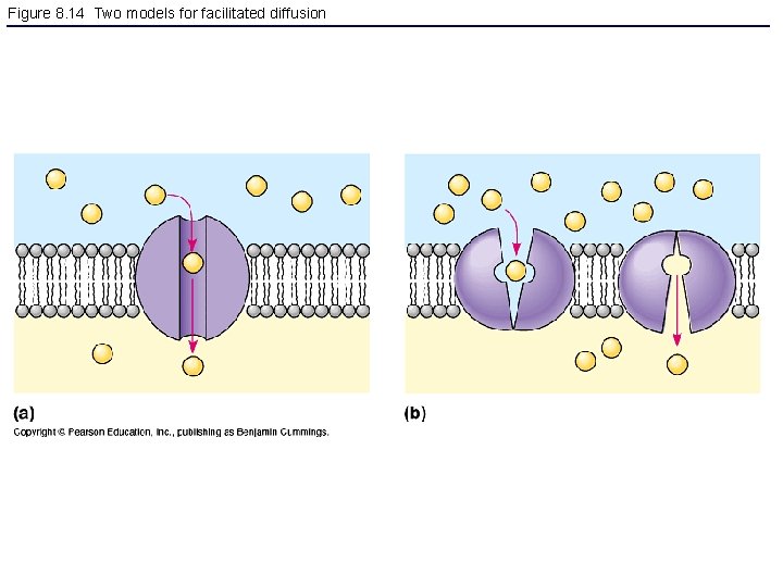 Figure 8. 14 Two models for facilitated diffusion 