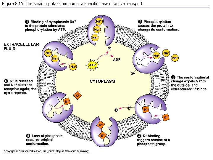 Figure 8. 15 The sodium-potassium pump: a specific case of active transport 