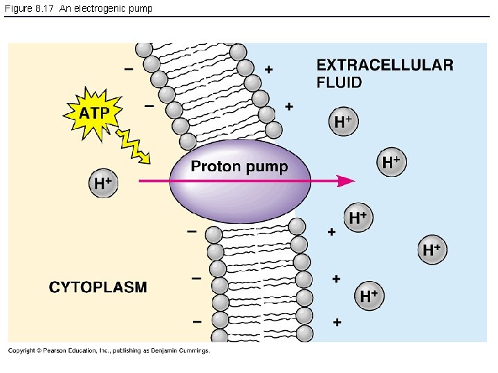 Figure 8. 17 An electrogenic pump 