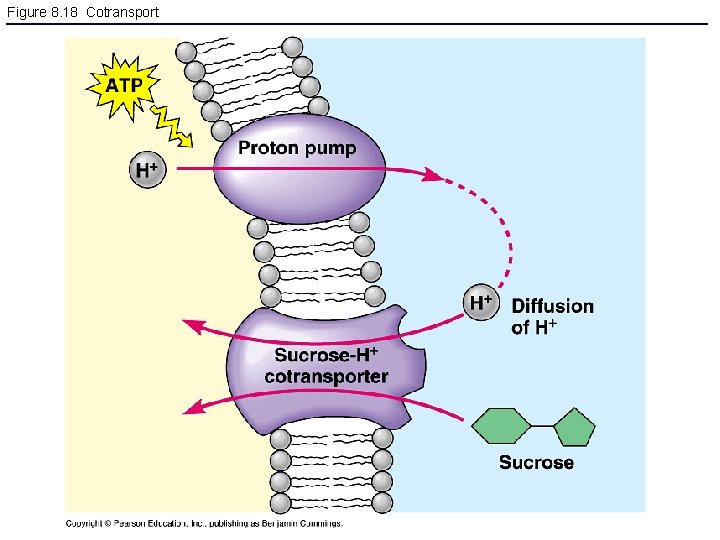 Figure 8. 18 Cotransport 