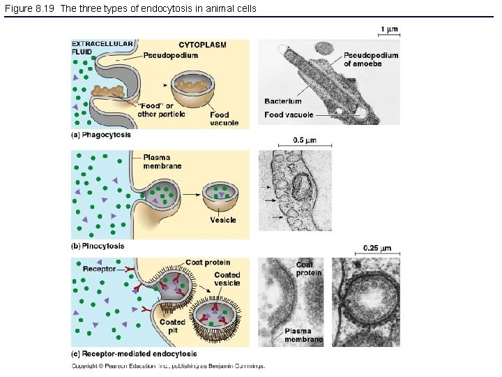 Figure 8. 19 The three types of endocytosis in animal cells 
