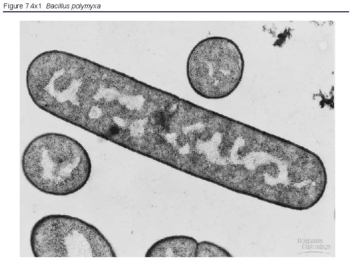 Figure 7. 4 x 1 Bacillus polymyxa 