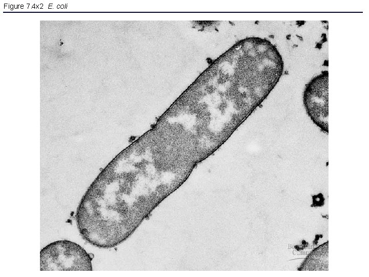 Figure 7. 4 x 2 E. coli 