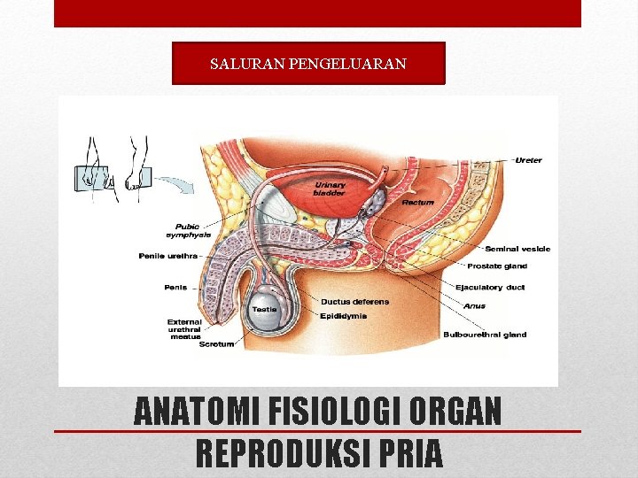 SALURAN PENGELUARAN ANATOMI FISIOLOGI ORGAN REPRODUKSI PRIA SALURAN PENGELUARAN ANATOMI FISIOLOGI ORGAN REPRODUKSI PRIA
