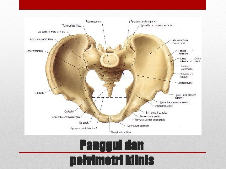 Panggul dan pelvimetri klinis Panggul dan pelvimetri klinis
