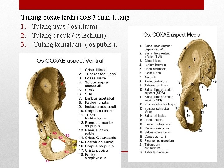 Tulang coxae terdiri atas 3 buah tulang 1. Tulang usus ( os illium) 2. Tulang coxae terdiri atas 3 buah tulang 1. Tulang usus ( os illium) 2.