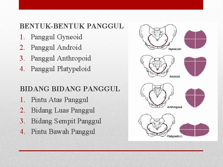 BENTUK-BENTUK PANGGUL 1. Panggul Gyneoid 2. Panggul Android 3. Panggul Anthropoid 4. Panggul Platypeloid BENTUK-BENTUK PANGGUL 1. Panggul Gyneoid 2. Panggul Android 3. Panggul Anthropoid 4. Panggul Platypeloid