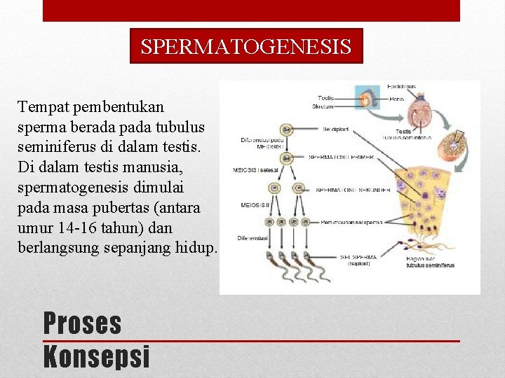 SPERMATOGENESIS Tempat pembentukan sperma berada pada tubulus seminiferus di dalam testis. Di dalam testis SPERMATOGENESIS Tempat pembentukan sperma berada pada tubulus seminiferus di dalam testis. Di dalam testis