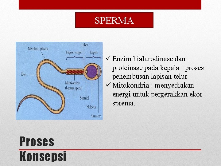 SPERMA ü Enzim hialurodinase dan proteinase pada kepala : proses penembusan lapisan telur ü SPERMA ü Enzim hialurodinase dan proteinase pada kepala : proses penembusan lapisan telur ü