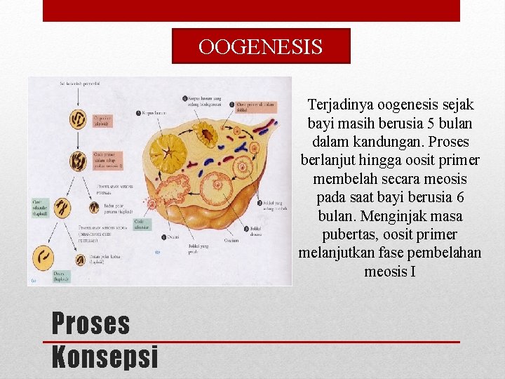 OOGENESIS Terjadinya oogenesis sejak bayi masih berusia 5 bulan dalam kandungan. Proses berlanjut hingga OOGENESIS Terjadinya oogenesis sejak bayi masih berusia 5 bulan dalam kandungan. Proses berlanjut hingga