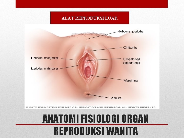 ALAT REPRODUKSI LUAR ANATOMI FISIOLOGI ORGAN REPRODUKSI WANITA ALAT REPRODUKSI LUAR ANATOMI FISIOLOGI ORGAN REPRODUKSI WANITA