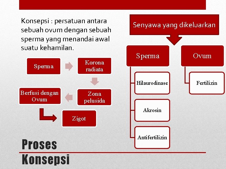 Konsepsi : persatuan antara sebuah ovum dengan sebuah sperma yang menandai awal suatu kehamilan. Konsepsi : persatuan antara sebuah ovum dengan sebuah sperma yang menandai awal suatu kehamilan.