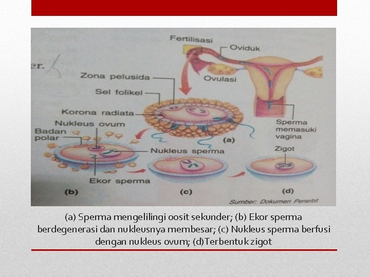 (a) Sperma mengelilingi oosit sekunder; (b) Ekor sperma berdegenerasi dan nukleusnya membesar; (c) Nukleus (a) Sperma mengelilingi oosit sekunder; (b) Ekor sperma berdegenerasi dan nukleusnya membesar; (c) Nukleus