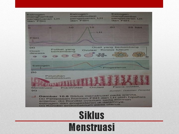 Siklus Menstruasi Siklus Menstruasi