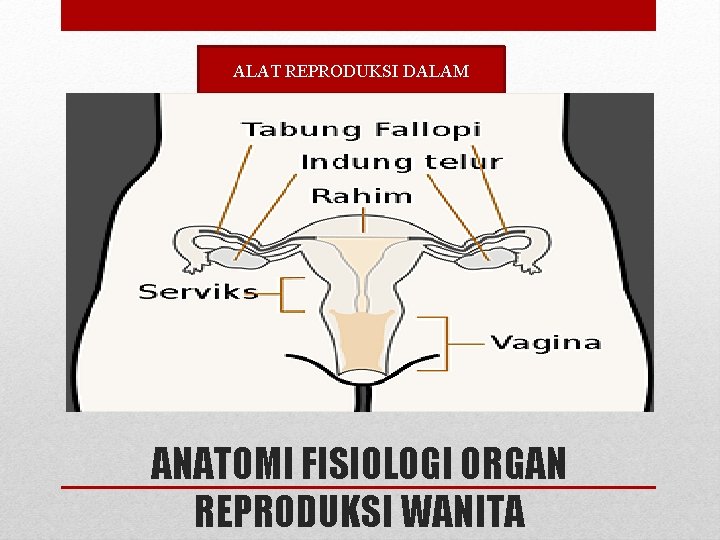 ALAT REPRODUKSI DALAM ANATOMI FISIOLOGI ORGAN REPRODUKSI WANITA ALAT REPRODUKSI DALAM ANATOMI FISIOLOGI ORGAN REPRODUKSI WANITA