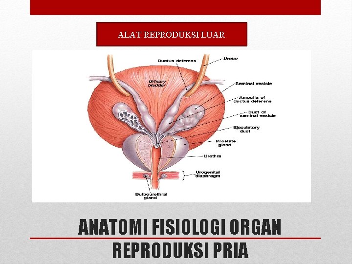 ALAT REPRODUKSI LUAR ANATOMI FISIOLOGI ORGAN REPRODUKSI PRIA ALAT REPRODUKSI LUAR ANATOMI FISIOLOGI ORGAN REPRODUKSI PRIA