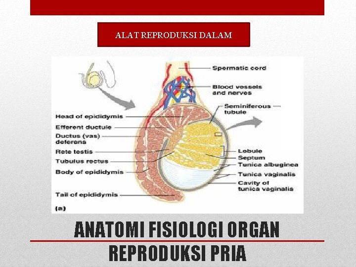 ALAT REPRODUKSI DALAM ANATOMI FISIOLOGI ORGAN REPRODUKSI PRIA ALAT REPRODUKSI DALAM ANATOMI FISIOLOGI ORGAN REPRODUKSI PRIA