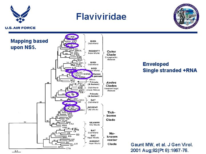 Flaviviridae Mapping based upon NS 5. Enveloped Single stranded +RNA Gaunt MW, et al. Flaviviridae Mapping based upon NS 5. Enveloped Single stranded +RNA Gaunt MW, et al.