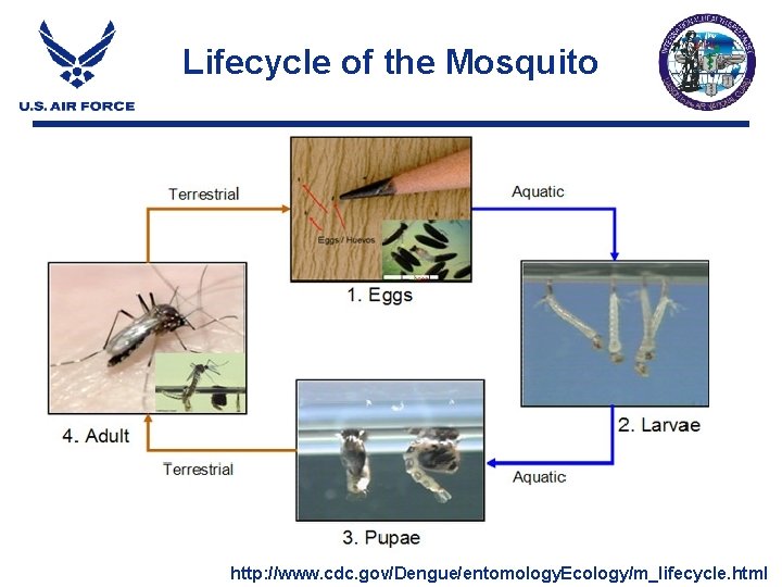 Lifecycle of the Mosquito http: //www. cdc. gov/Dengue/entomology. Ecology/m_lifecycle. html Lifecycle of the Mosquito http: //www. cdc. gov/Dengue/entomology. Ecology/m_lifecycle. html