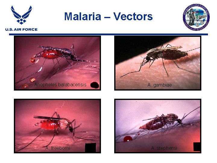 Malaria – Vectors Anopheles balabacensis A. freeborni A. gambiae A. stephensi Malaria – Vectors Anopheles balabacensis A. freeborni A. gambiae A. stephensi