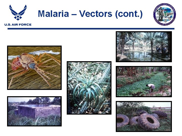 Malaria – Vectors (cont. ) Malaria – Vectors (cont. )