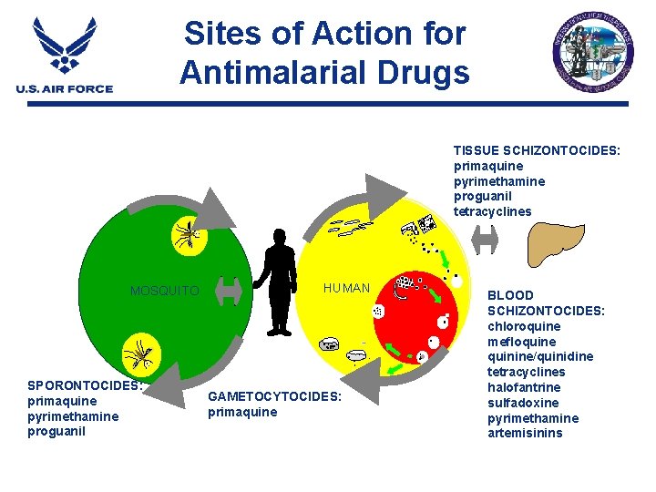 Sites of Action for Antimalarial Drugs TISSUE SCHIZONTOCIDES: primaquine pyrimethamine proguanil tetracyclines MOSQUITO SPORONTOCIDES: Sites of Action for Antimalarial Drugs TISSUE SCHIZONTOCIDES: primaquine pyrimethamine proguanil tetracyclines MOSQUITO SPORONTOCIDES: