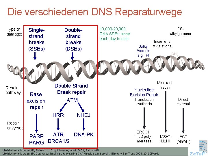 Die verschiedenen DNS Reparaturwege Type of damage: Repair pathway: Singlestrand breaks (SSBs) Base excision