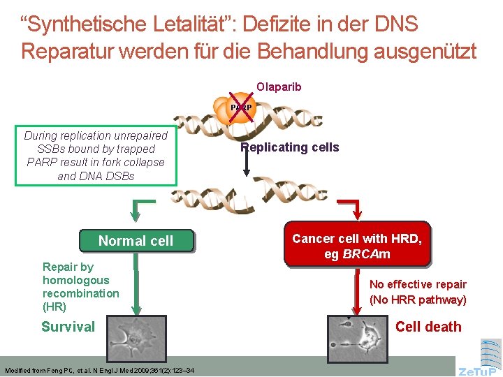 “Synthetische Letalität”: Defizite in der DNS Reparatur werden für die Behandlung ausgenützt Olaparib PARP