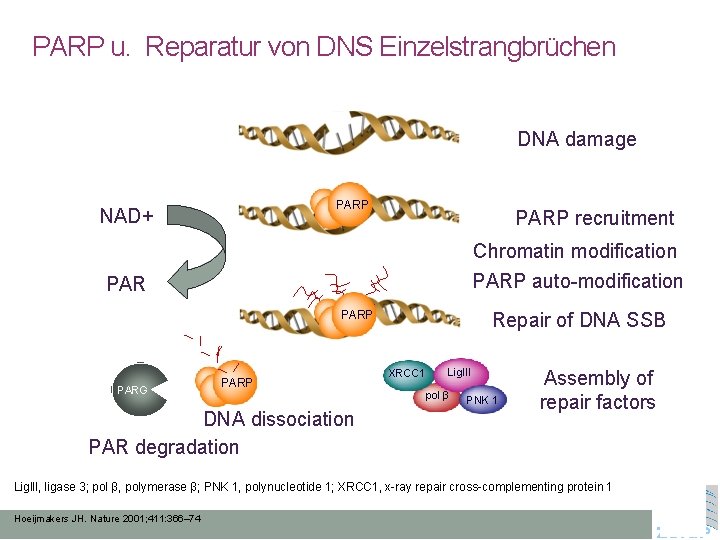 PARP u. Reparatur von DNS Einzelstrangbrüchen DNA damage PARP NAD+ PARP recruitment Chromatin modification