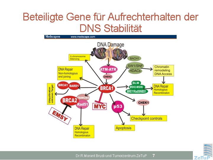 Beteiligte Gene für Aufrechterhalten der DNS Stabilität Dr. R. Morant Brust-und Tumorzentrum Ze. Tu.