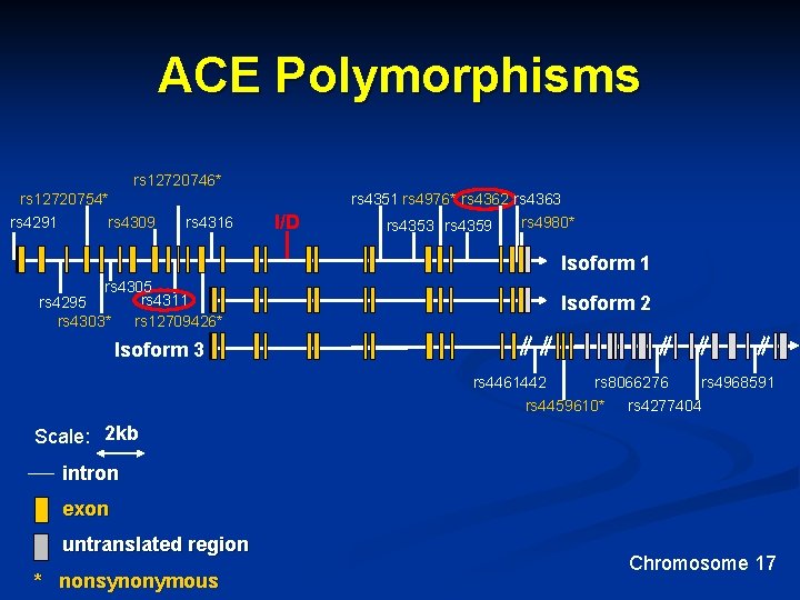 ACE Polymorphisms rs 12720746* rs 12720754* rs 4291 rs 4351 rs 4976* rs 4362