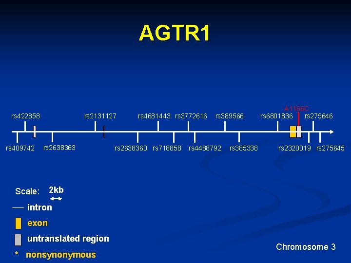AGTR 1 rs 2131127 rs 422858 rs 409742 rs 2638363 Scale: rs 4681443 rs