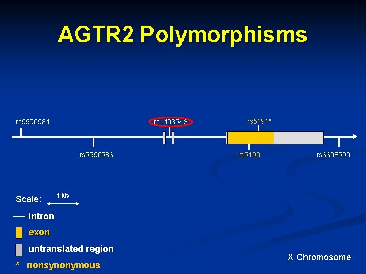 AGTR 2 Polymorphisms rs 5950584 rs 1403543 rs 5950586 Scale: rs 5191* rs 5190