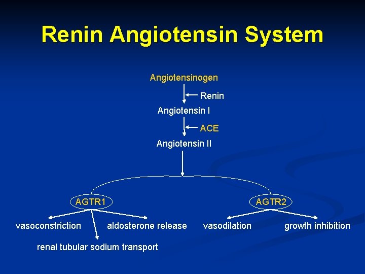 Renin Angiotensin System Angiotensinogen Renin Angiotensin I ACE Angiotensin II AGTR 1 vasoconstriction AGTR