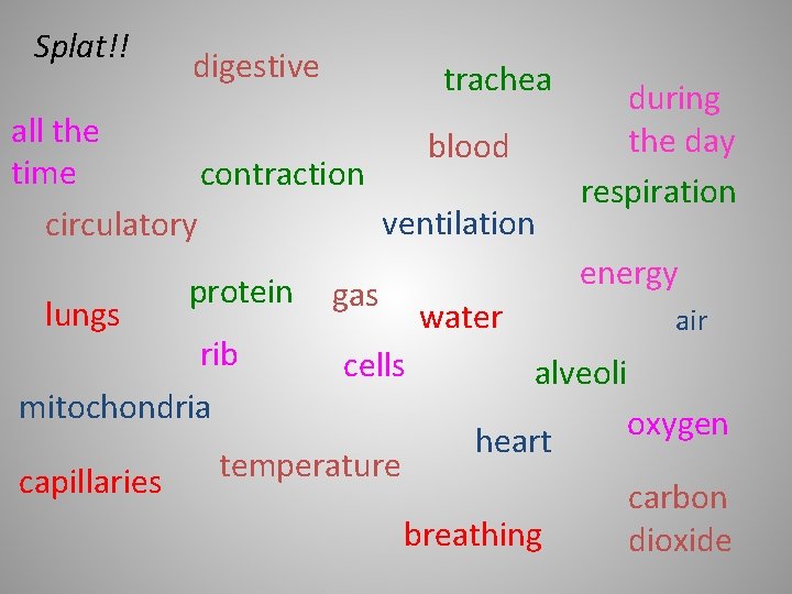 Splat!! digestive trachea all the blood time contraction ventilation circulatory lungs protein rib mitochondria