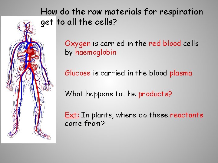 How do the raw materials for respiration get to all the cells? Oxygen is