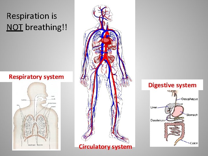 Respiration is NOT breathing!! Respiratory system Digestive system Circulatory system 