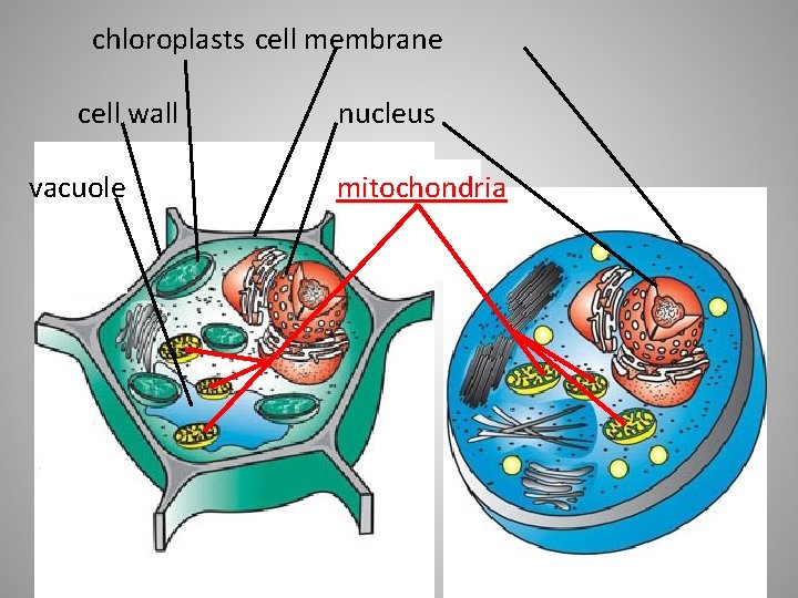 chloroplasts cell membrane cell wall vacuole nucleus mitochondria 