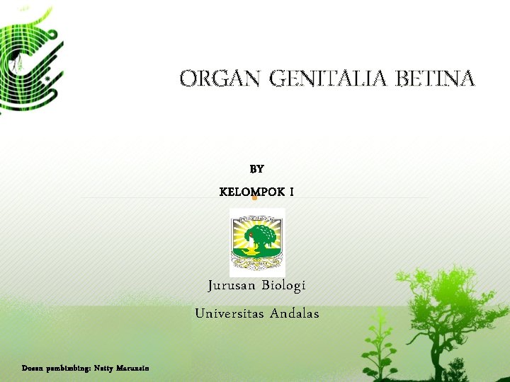 ORGAN GENITALIA BETINA BY KELOMPOK I Jurusan Biologi Universitas Andalas Dosen pembimbing: Netty Marunsin