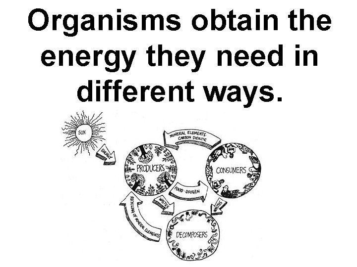 Organisms obtain the energy they need in different ways. 