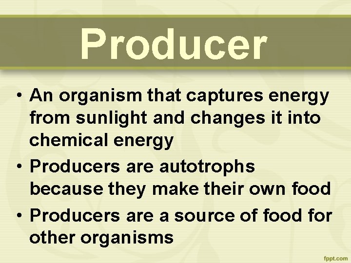 Producer • An organism that captures energy from sunlight and changes it into chemical