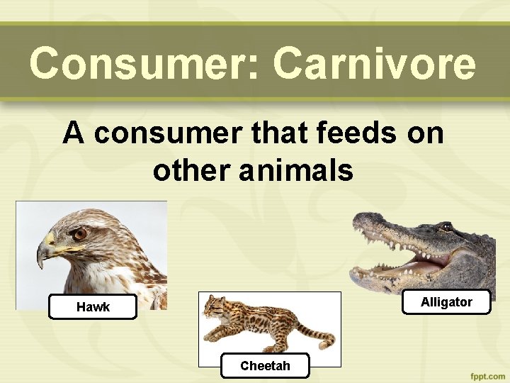 Consumer: Carnivore A consumer that feeds on other animals Alligator Hawk Cheetah 