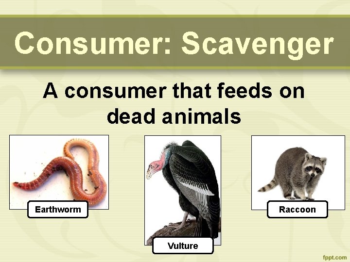 Consumer: Scavenger A consumer that feeds on dead animals Earthworm Raccoon Vulture 