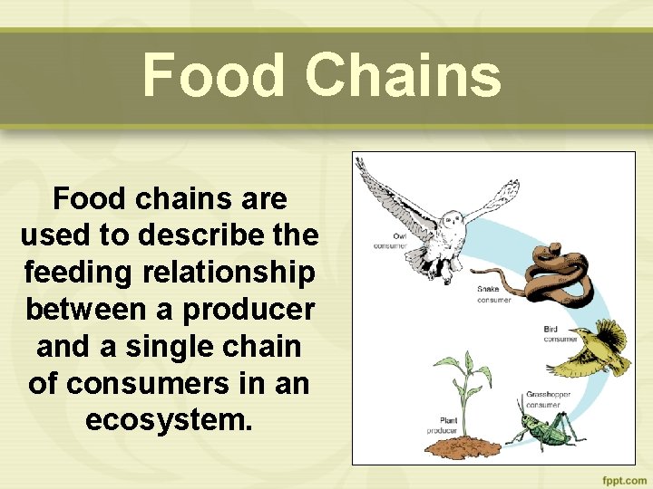 Food Chains Food chains are used to describe the feeding relationship between a producer