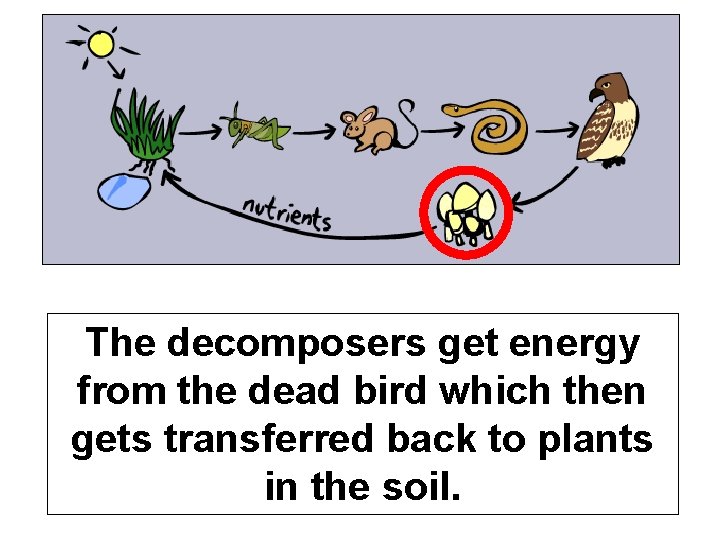 The decomposers get energy Which type of organism is from the bird which circled