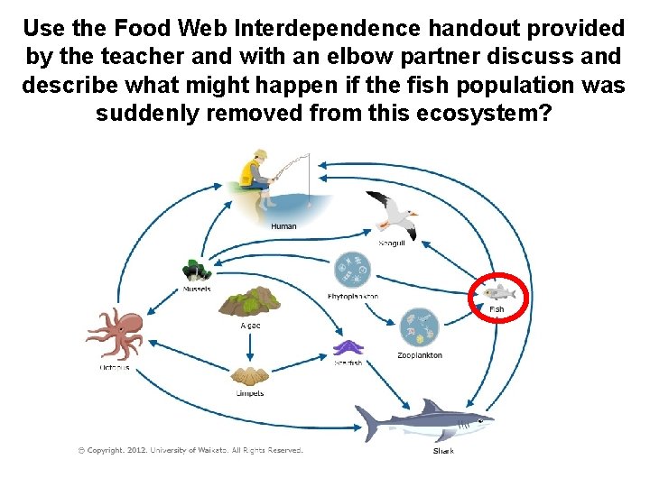 Use the Food Web Interdependence handout provided by the teacher and with an elbow