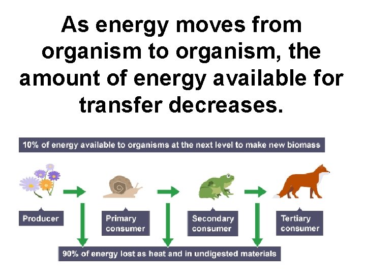 As energy moves from organism to organism, the amount of energy available for transfer