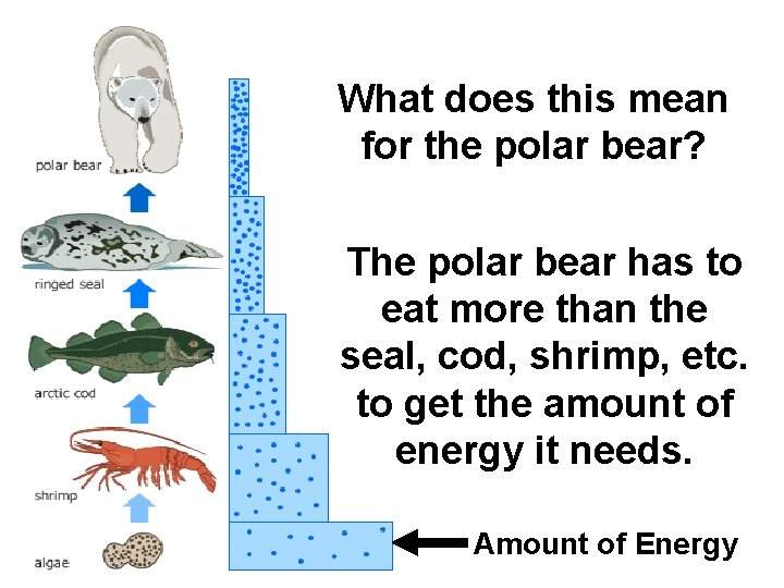 What does this mean for the polar bear? The polar bear has to eat