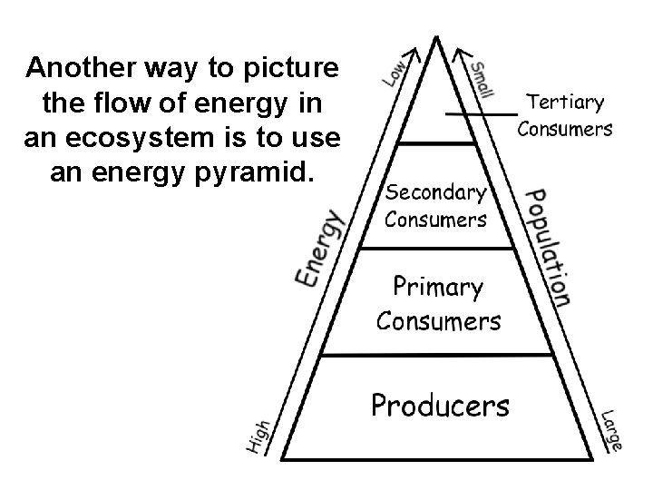 Another way to picture the flow of energy in an ecosystem is to use